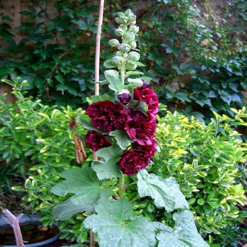 Maroon Hibiscus Sabdariffa Flower Seeds