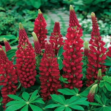 Red Loropetalum Flower Seeds