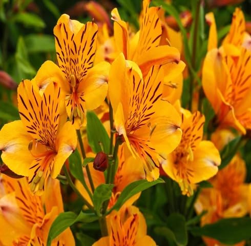 Orange Alstroemeria fruit seeds for organic garden planting