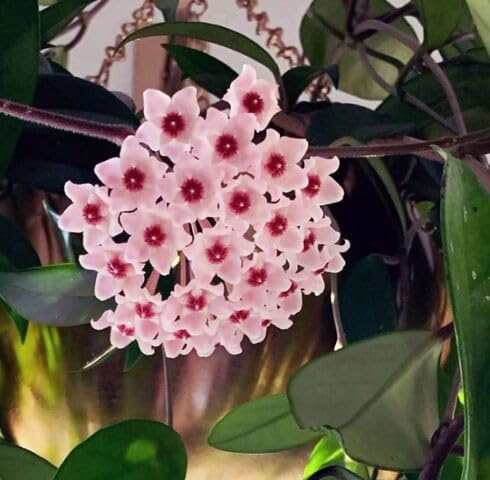 pink hoya flower seeds