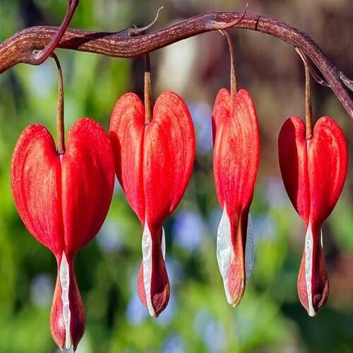 Red Bleeding Heart Flower Seeds