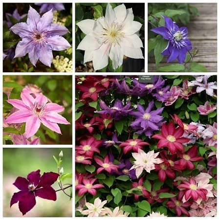 Clematis Flower Seeds