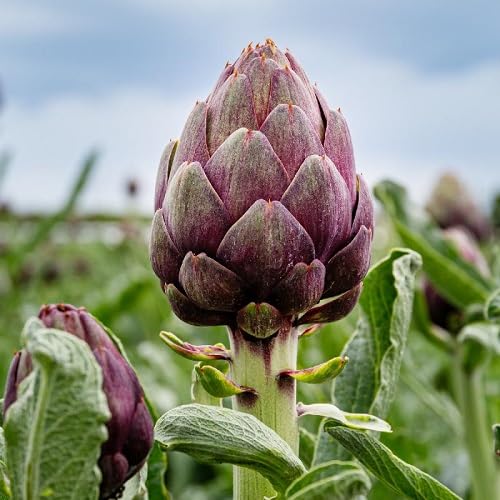 Purple Oartichoke vegetable seeds - Heirloom, Organic, Non Gmo Garden Seeds for kitchen garden planting