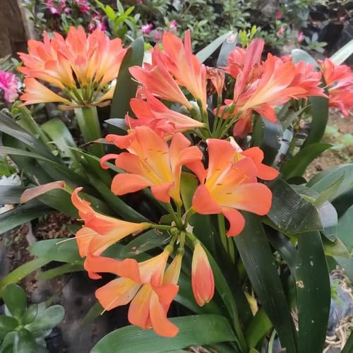 Orange Light Chrysanthemum Flower Seeds