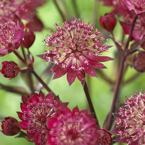 Red Astrantia Flower Seeds