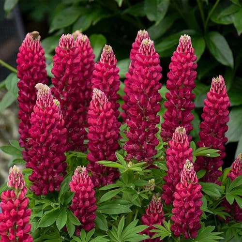 Maroon Kalmia Latifolia Flower Seeds
