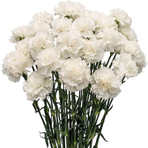 Carnation Flower Seeds