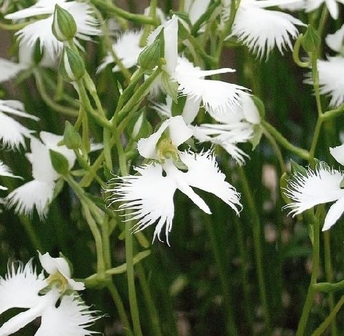 Egret Flower Seeds