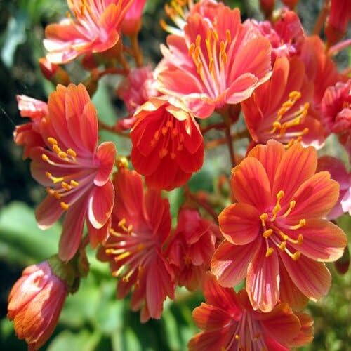 orange lewisia cotyledon flower Fruit Seeds for Home Planting Premium Germination Healthy Harvest Growing