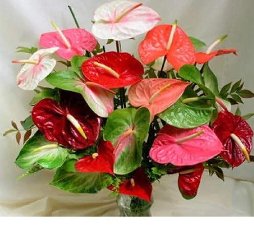 anthurium flower seeds mixed