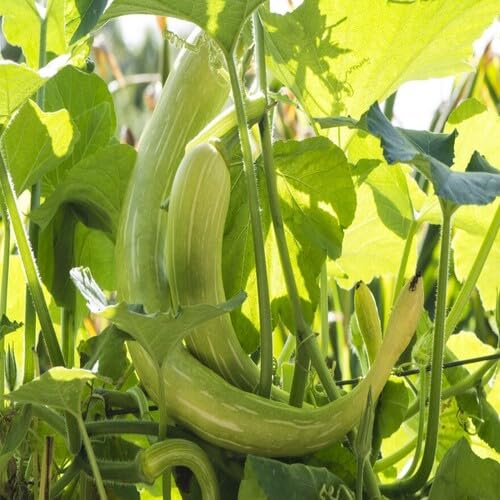 Green Zucchini vegetable seeds for Home Gardening, Natural Farm Fresh Gardening Choice for kitchen garden planting