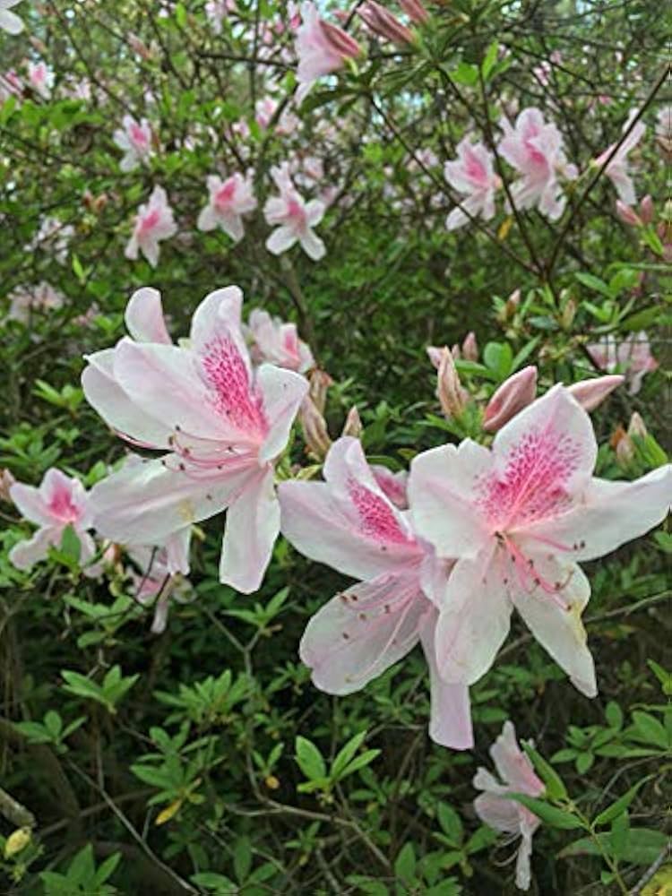 Pink Rhododendron Flower Light Fresh