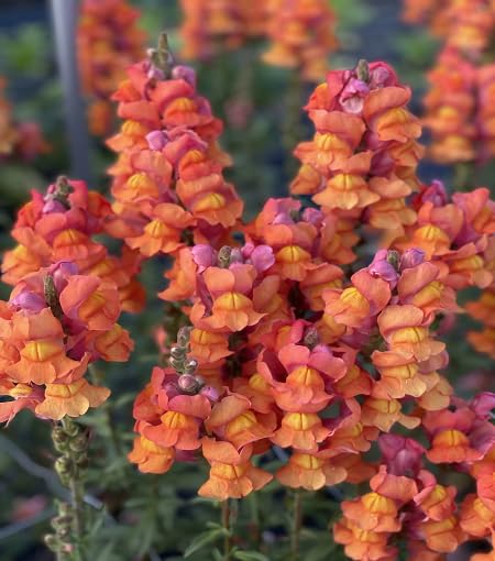 orange snapdragon flower seeds
