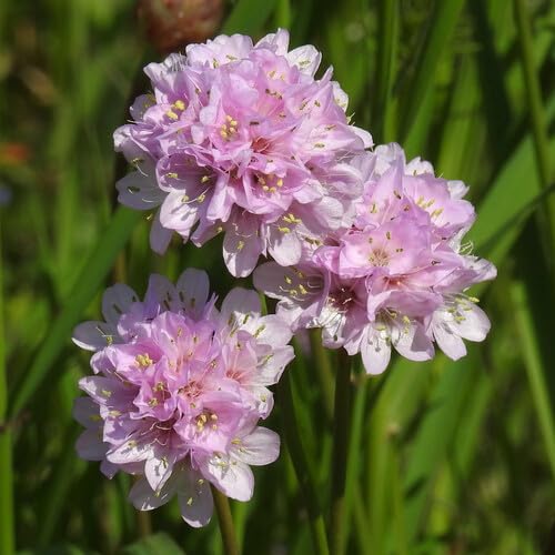 Pink Light Antirrhinum Flower Seeds