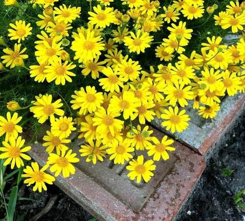 Yellow Thymophylla Flower Seeds