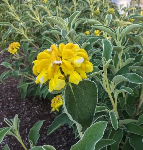 Yellow Phlomis Tuberosa Flower Seeds