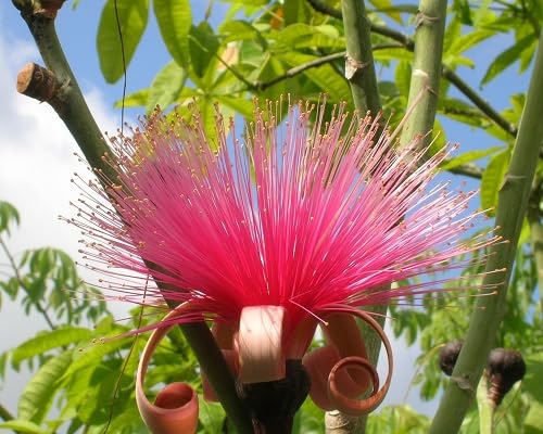 pink ellipticum flower seeds