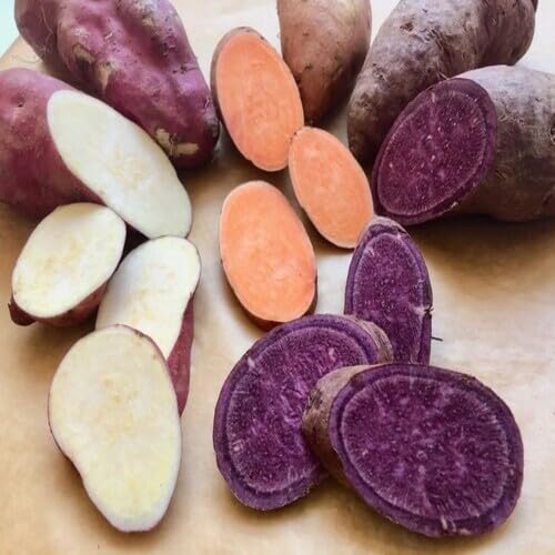Sweet Potato vegetable seeds - Heirloom, Organic, Non Gmo Garden Seeds for kitchen garden planting