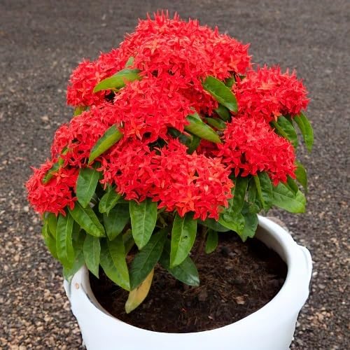 Ixora Flower Seeds