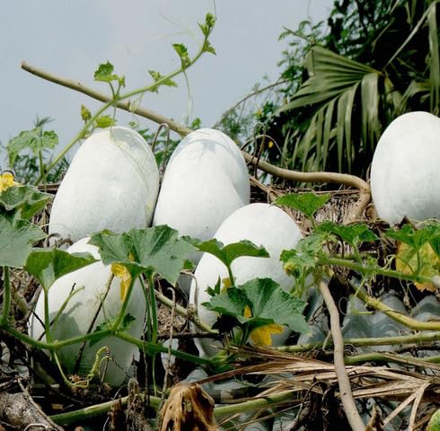 White AshGourd vegetable seeds vegetable seeds for Home Gardening, Natural Home Farming Choice for kitchen garden planting