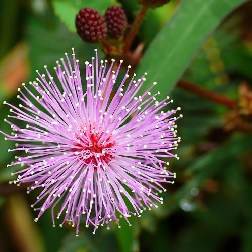 Pink Mimosa Flower Seeds