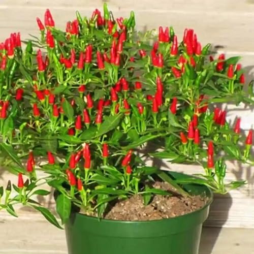 Red Chilli ,red vegetable seeds - Heirloom, Organic, Non Gmo Garden Seeds for kitchen garden planting