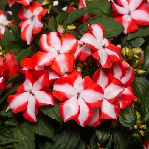 White Orange Impatiens Flower Seeds