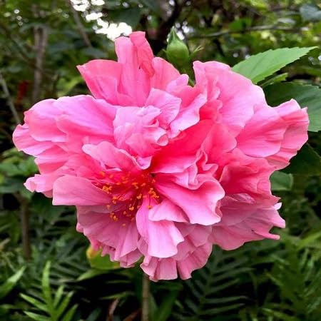 Double Hibiscus Flower Seeds