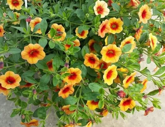 Red Yellow calibrchoa Flower Seeds