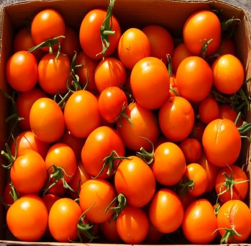 Orange Tomato vegetable seeds vegetable seeds for Home Gardening, Heirloom, Non-GMO, High Premium for kitchen garden planting