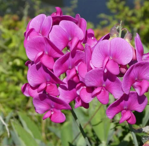 Pink Pea Flower Seeds