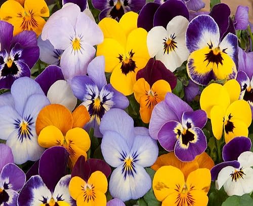 Pansy Flower Seeds