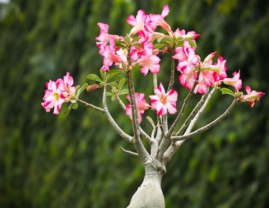 Pink White Adenium Flower Seeds