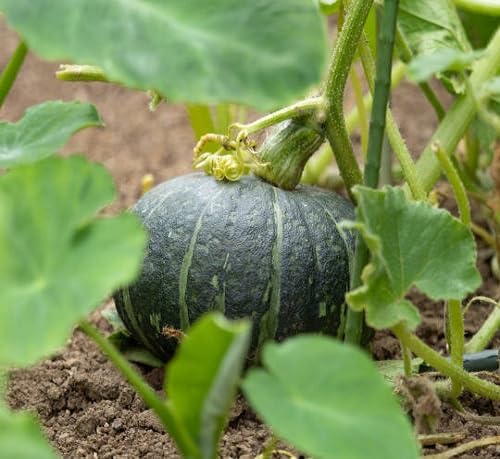 Pumpkin vegetable seeds - Heirloom, Organic, Non Gmo Garden Seeds for kitchen garden planting