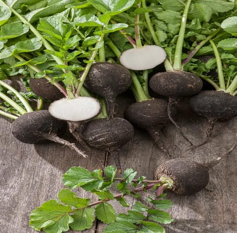 Black Radish vegetable seeds for Home Gardening, Heirloom, Non-GMO, High Germination Organic for kitchen garden planting