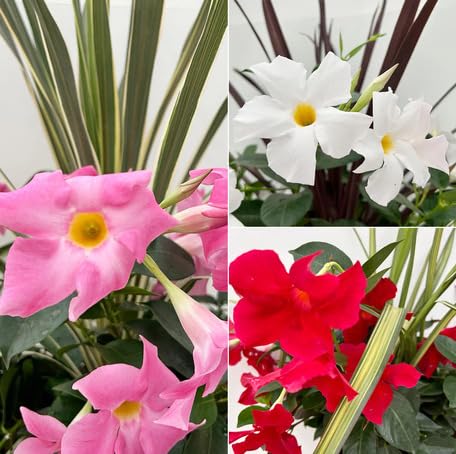 Mixed Dipladenia Flower Seeds