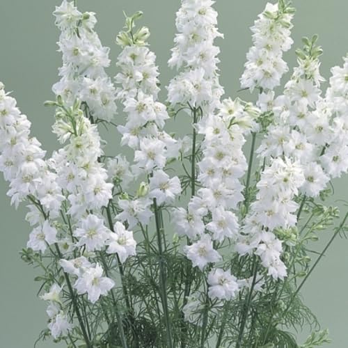 White Larkspur Flower Seeds