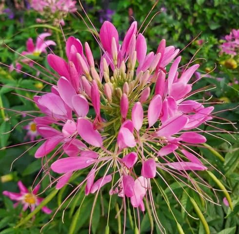 pink cleome flower seeds