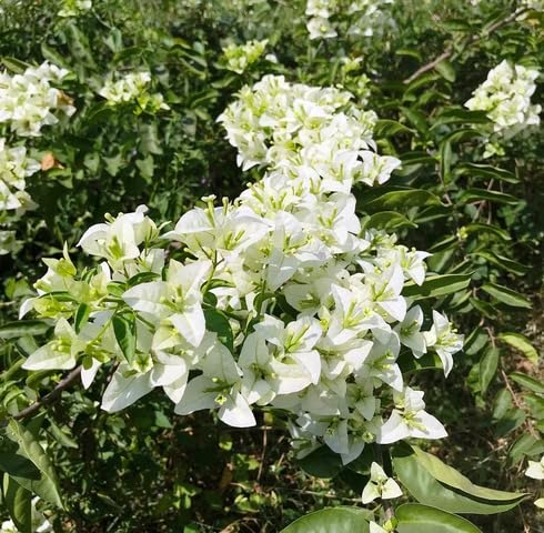 White Bougainvillea Flower Seeds
