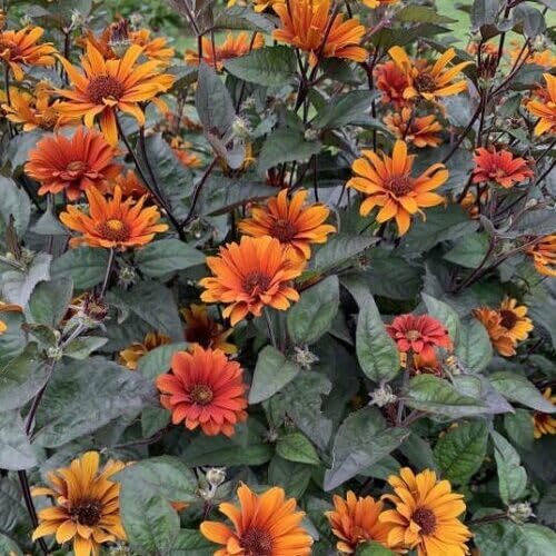 Orange Heliopsis Flower Seeds