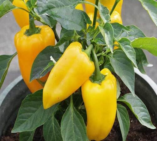 Pepper Yellow vegetable seeds for Home Gardening, Healthy Seasonal Vegetable Planting for kitchen garden planting