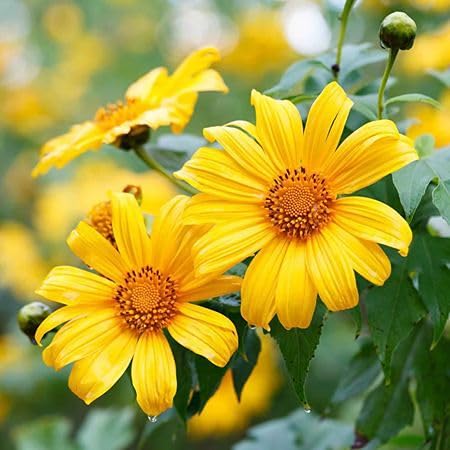 Yellow Tithonia Flower Seeds