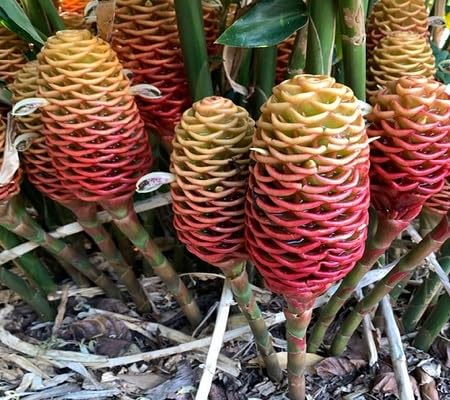 Zingiber Flower Seeds