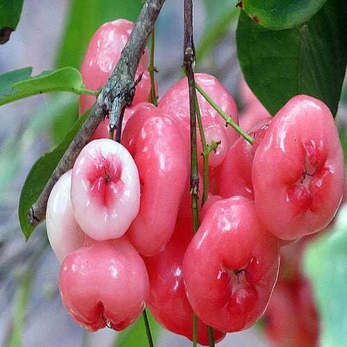 Red RoseApple Fruit Seeds
