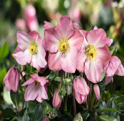 Pink Helleborus Flower Seeds