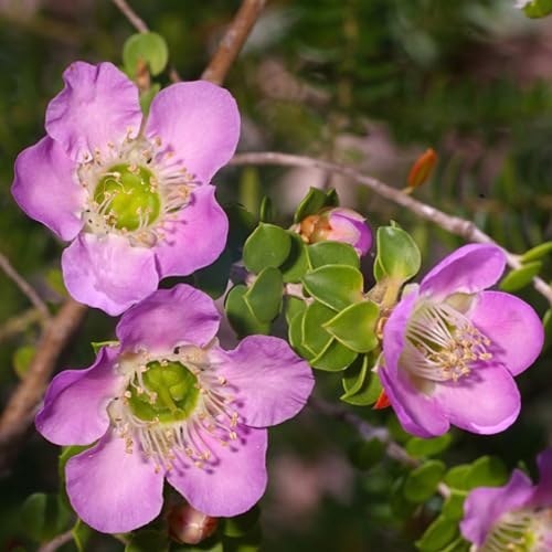 Pink Leptospermum Flower Seeds