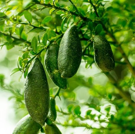 finger lime fruit green Fruit Seeds for Home Planting Premium Germination Healthy Harvest Growing