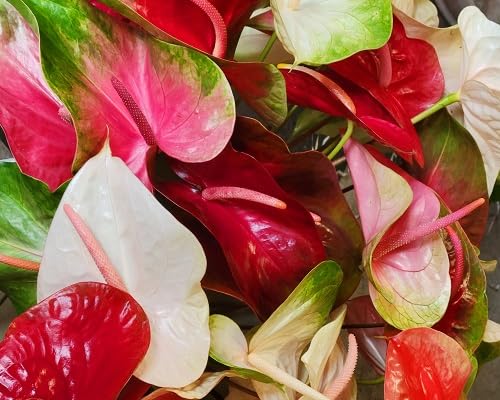 anthurium flower seeds mixed