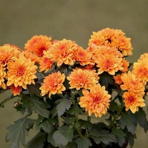 Orange Chrysanthemum fruit seeds for organic garden planting