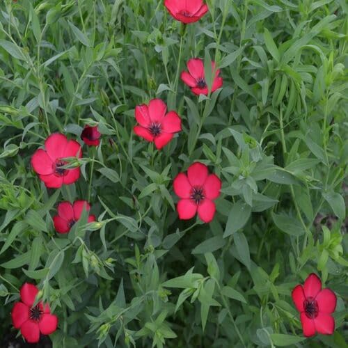 Linum Flower Seeds